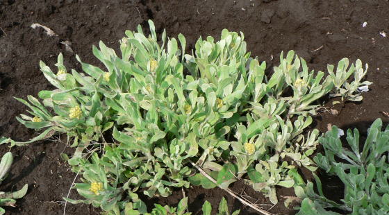 跡見群芳譜(野草譜 ハハコグサ) 跡見群芳譜(野草譜 ハハコグサ)